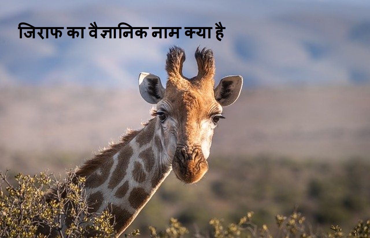 जिराफ का वैज्ञानिक नाम क्या है giraffe scientific name - hindi arth