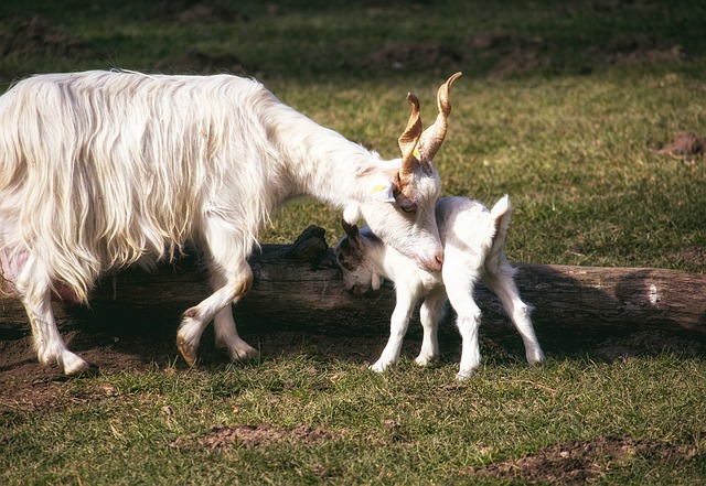 bakri ka vaikarn 