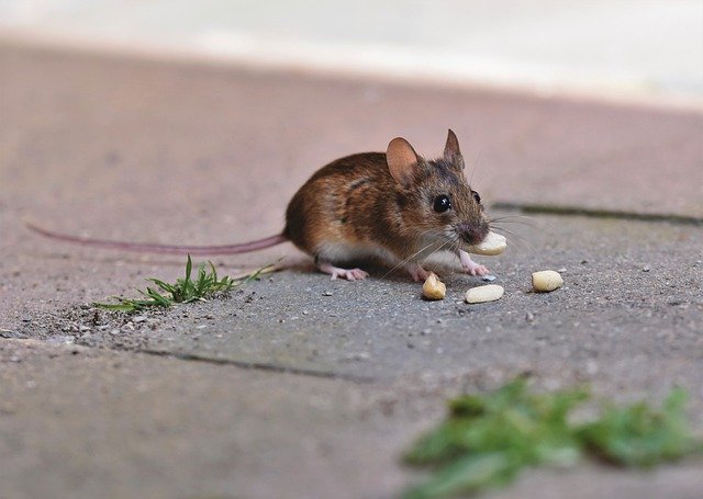 ‌‌‌ख्वाब मे एक खाते हुए चूहे को देखना