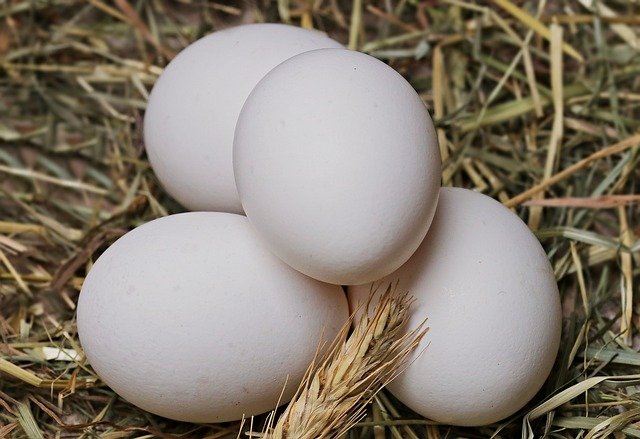 ‌‌‌ख्वाब मे एक मुर्गी को अंडे देते हुए देखना