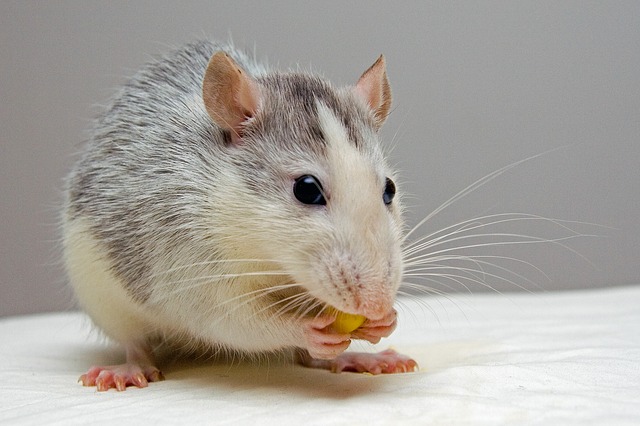 चूहे की आवाज कैसी होती है mouse noise