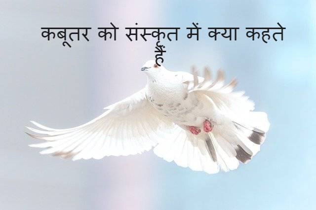 कबूतर को संस्कृत में क्या कहते हैं