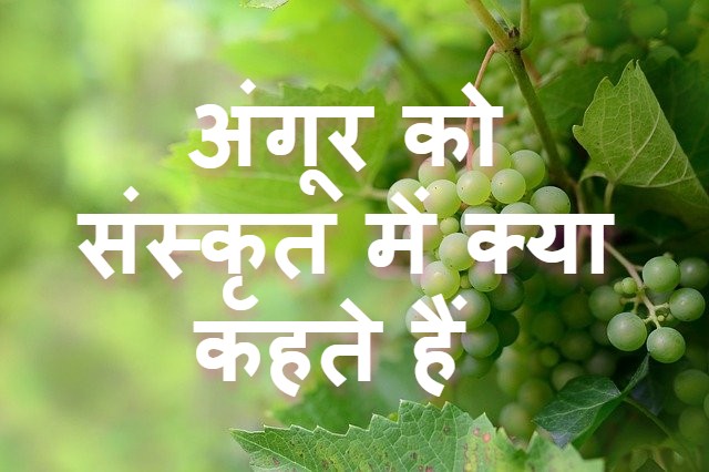 अंगूर को संस्कृत में क्या कहते हैं
