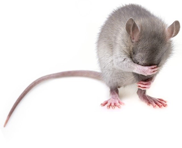चूहे विज्ञान में क्या कहते हैं  ‌‌‌चूहे का वैज्ञानिक नाम ,