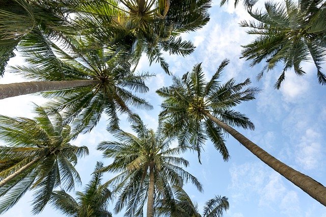 coconut ko sanskrit mein kya kahate hain