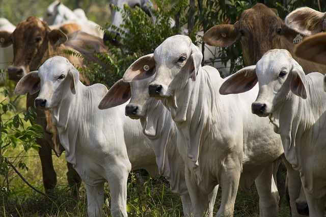 सपने में सफेद गाय का आपकी तरफ आना