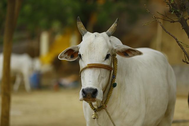 सपने में सफेद गाय देखना