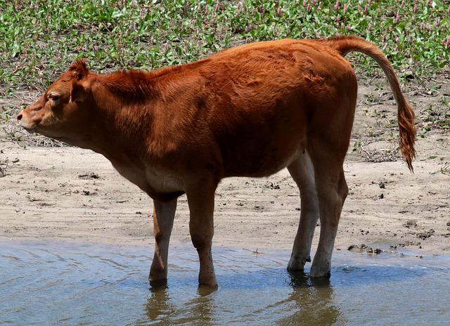 विद्यार्थी जब सपने में लाल गाय देखता है