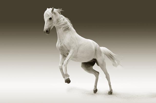 ‌‌‌सपने में सफेद घोड़ा देखने का मतलब