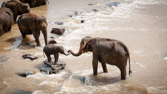  sapne me hathi ka baccha dekhna 