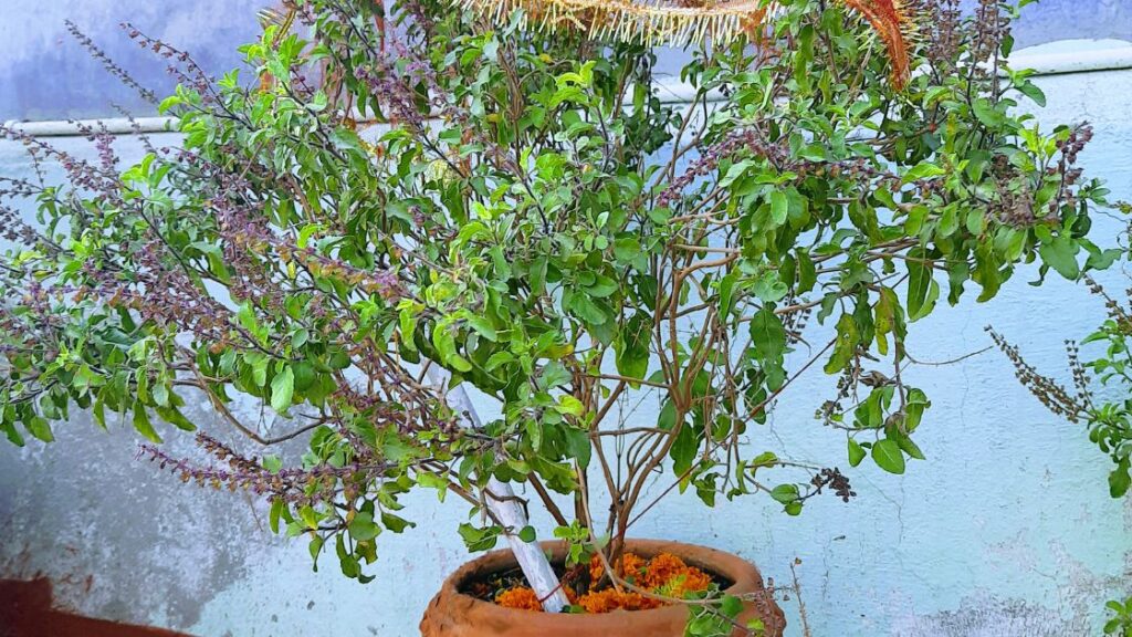  tulsi vivah ki puja samagri