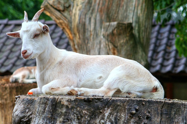 khwab me गर्भवती bakri dekhna 