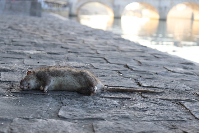 ख्वाब में स्वयं का मरा हुआ चूहा देखने का मतलब