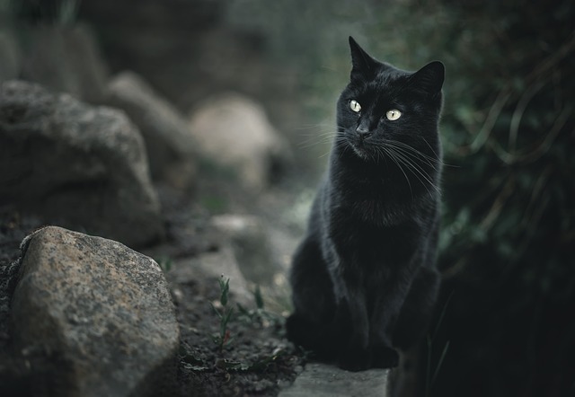 घर मे काली बिल्ली आना 