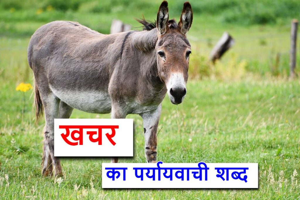 खचर का पर्यायवाची शब्द या खचर का समानार्थी शब्द , mule synonyms in hindi