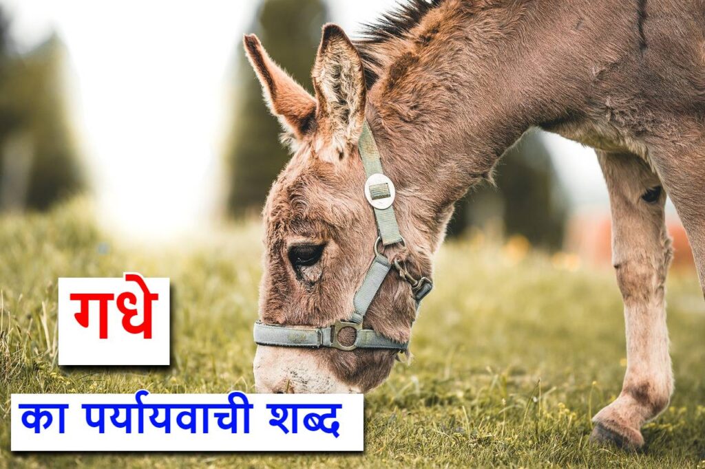 गधे का पर्यायवाची शब्द , synonyms of donkey in hindi