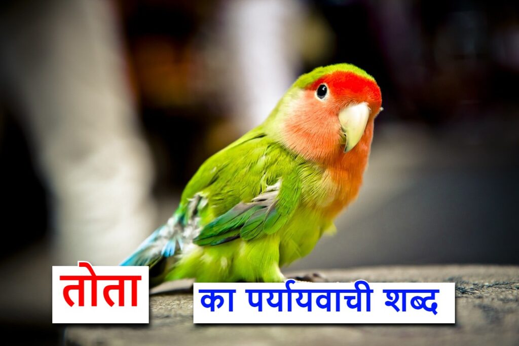 तोता का सामनार्थी शब्द या synonym for parrot in Hindi