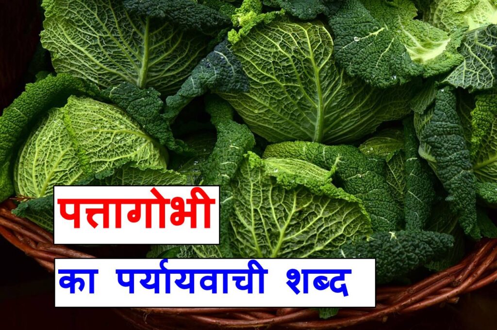 पत्ता गोभी का पर्यायवाची शब्द या synonyms of cabbage in Hindi