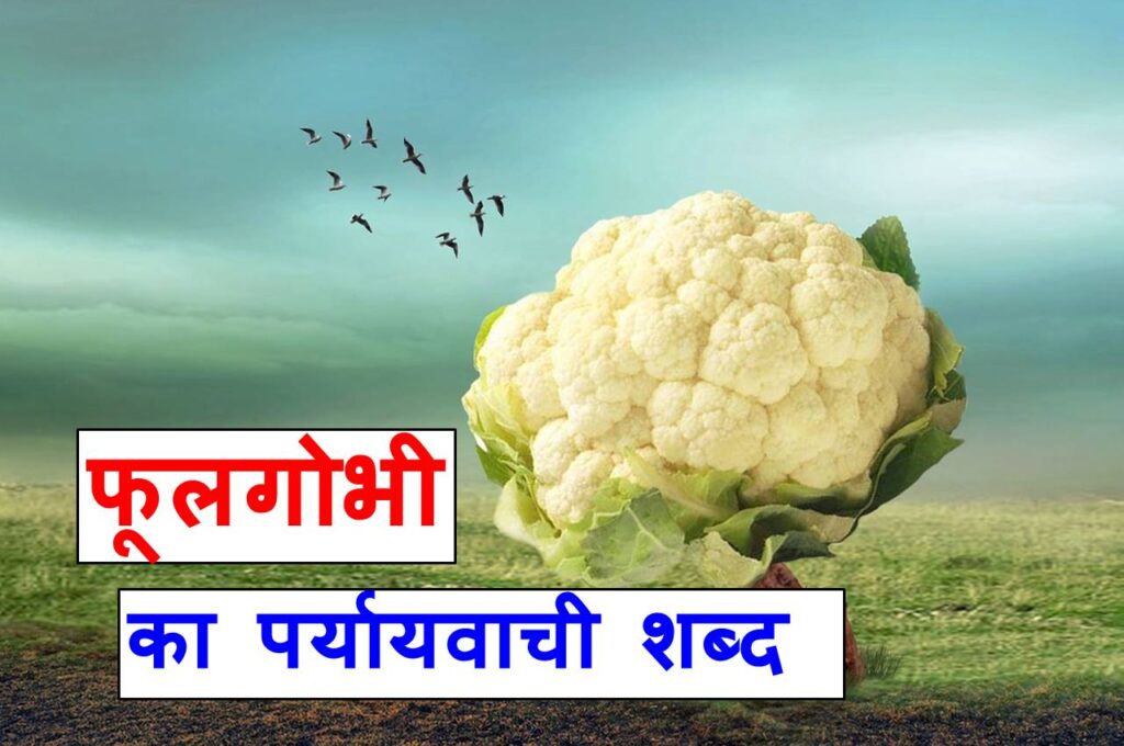 फूल गोभी का पर्यायवाची शब्द ‌‌‌क्या होते है , what are the synonyms of cauliflower in Hindi