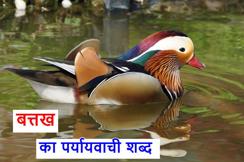 बत्तख का पर्यायवाची शब्द, synonyms of duck in Hindi