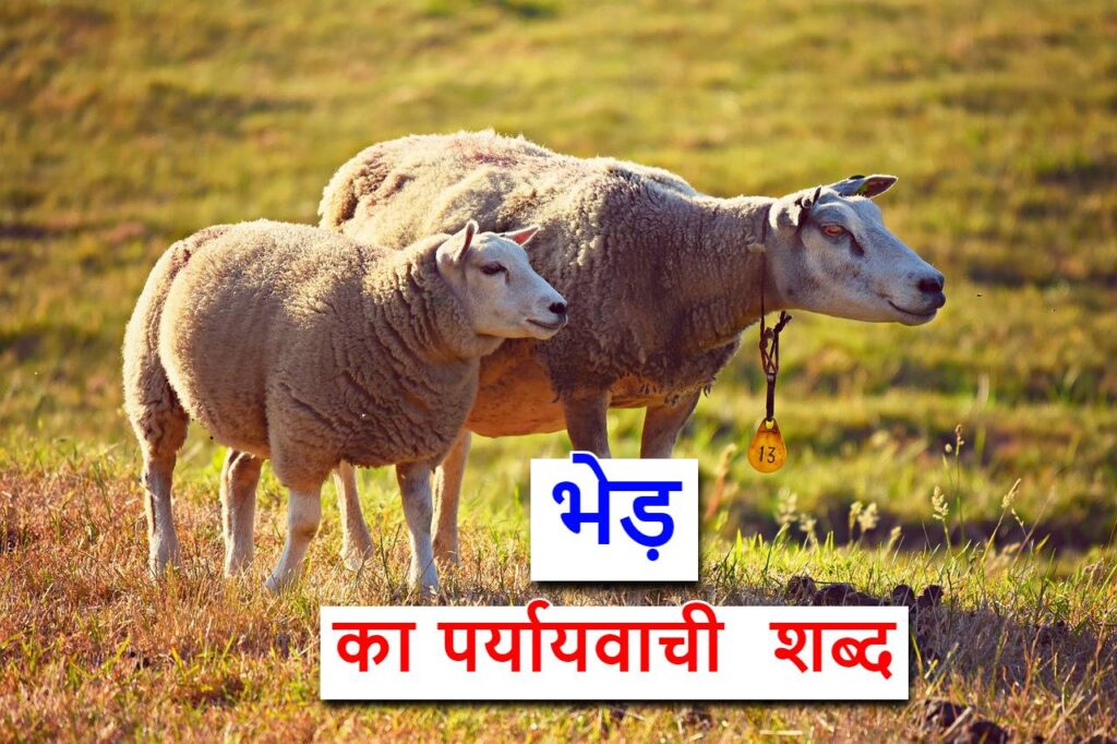 भेड़ का पर्यायवाची ‌‌‌और समानार्थी शब्द , sheep synonym in hindi