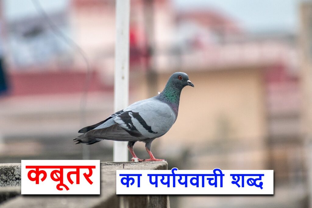 ‌‌‌कबूतर का पर्यायवाची शब्द या synonym for Pigeon in Hindi