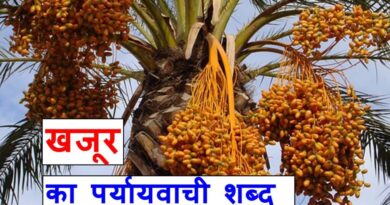खजूर का पर्यायवाची शब्द या synonyms of date palm in Hindi