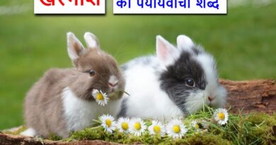 खरगोश का पर्यायवाची या समानार्थी शब्द , rabbit synonyms in hindi