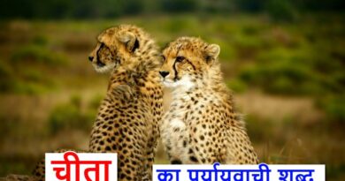 चीता का पर्यायवाची या synonyms of cheetah in hindi