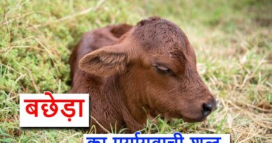 बछेड़ा का पर्यायवाची शब्द क्या होगा, What is a synonym for colt in Hindi