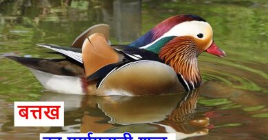 बत्तख का पर्यायवाची शब्द, synonyms of duck in Hindi