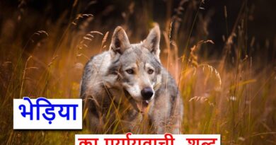 भेड़िया का पर्यायवाची शब्द या wolf synonyms in hindi ‌‌‌के बारे में जाने