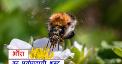 भौंरा का पर्यायवाची शब्द काफी महत्वपूर्ण है, synonyms of bumblebee in Hindi