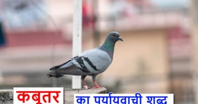 ‌‌‌कबूतर का पर्यायवाची शब्द या synonym for Pigeon in Hindi
