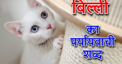 ‌‌‌‌‌‌बिल्ली का पर्यायवाची शब्द (cats synonyms in Hindi)