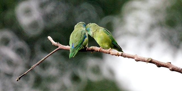 love birds ghar me rakhne ke fayde