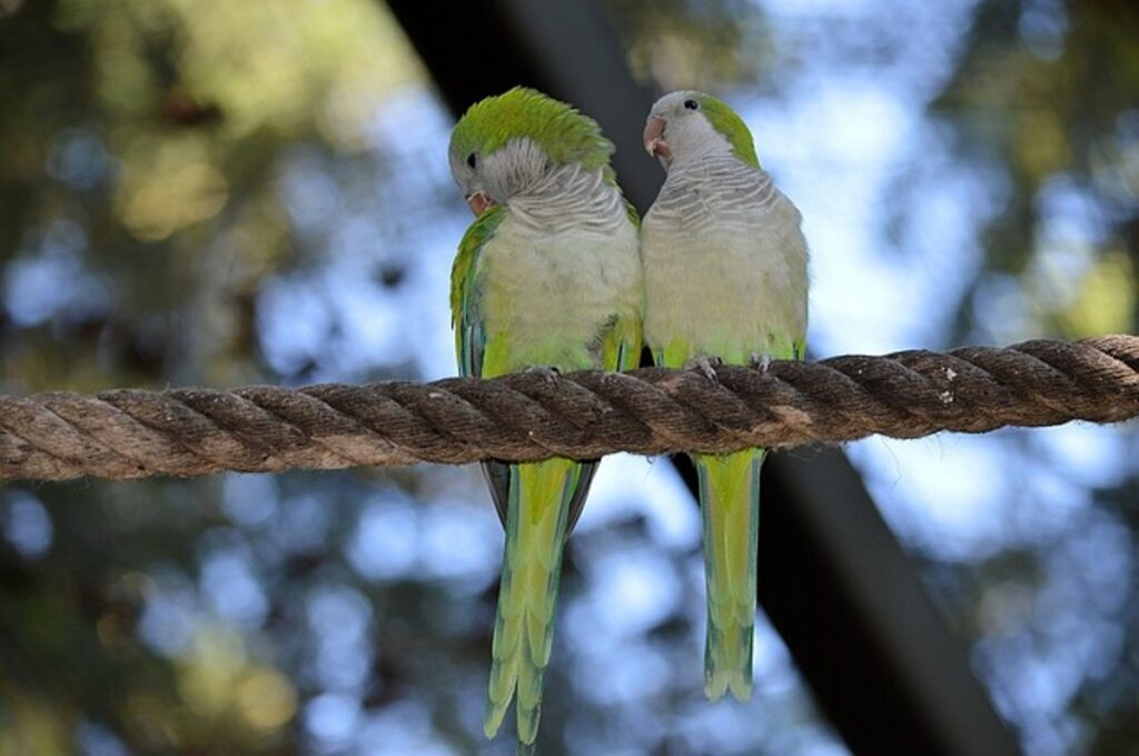 love birds ghar me rakhne ke fayde