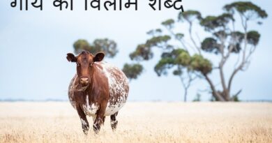 गाय का विलोम शब्द