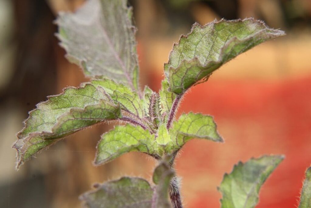 tulsi ki lakdi ka diya jalane ka upay