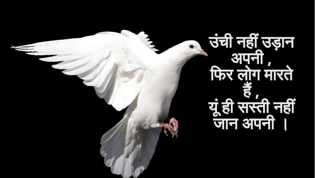 मासूम कबूतर पर शायरी