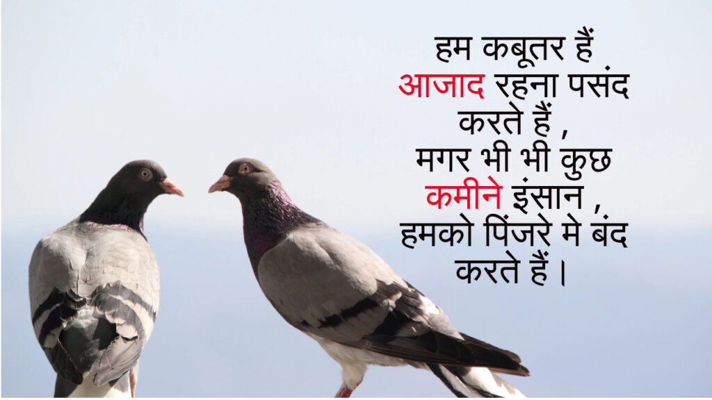 Kabootar shayari Hindi)