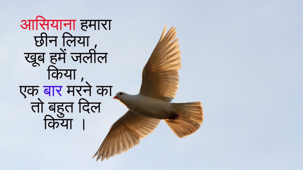 Kabootar par 2 line shayari