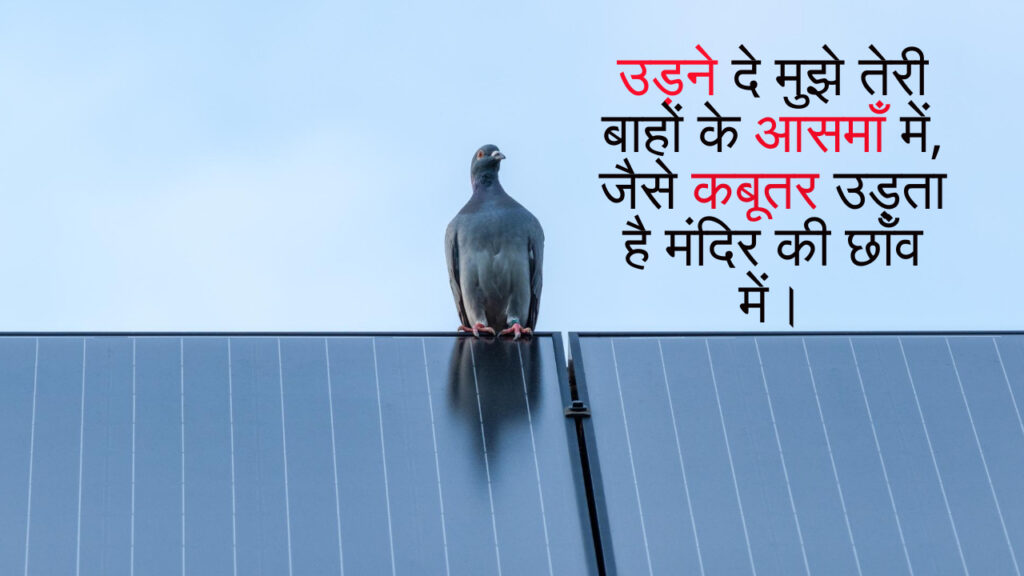 Kabootar par sundar shayari