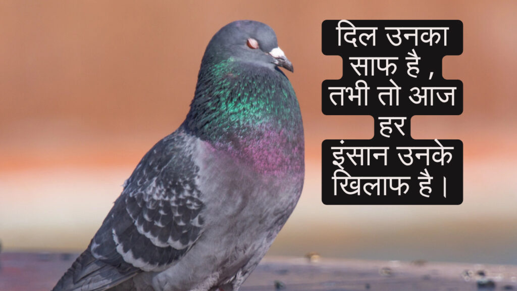 Kabootar aur mohabbat shayari