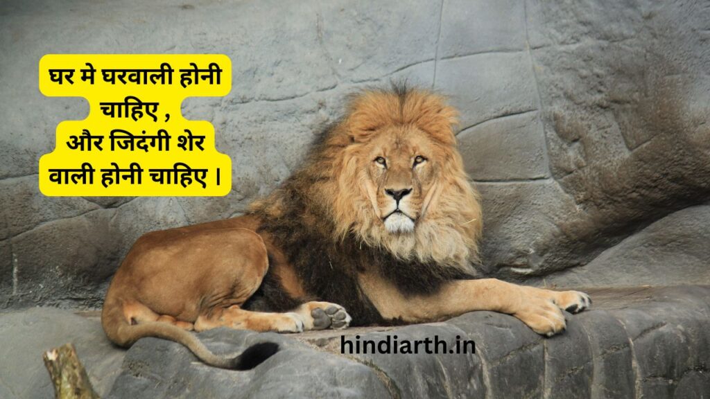 lion par shayari 
