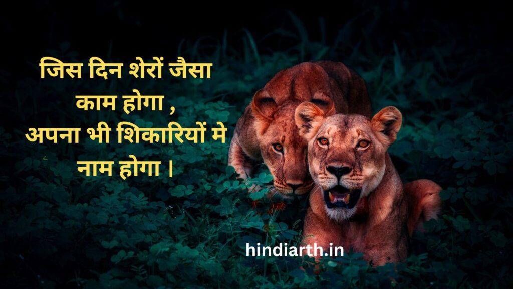 lion par shayari 
