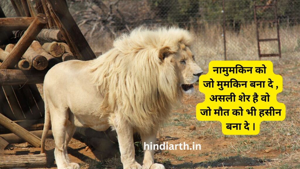 जंगल के शेर पर शायरी 
