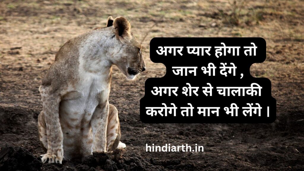 lion shayari
