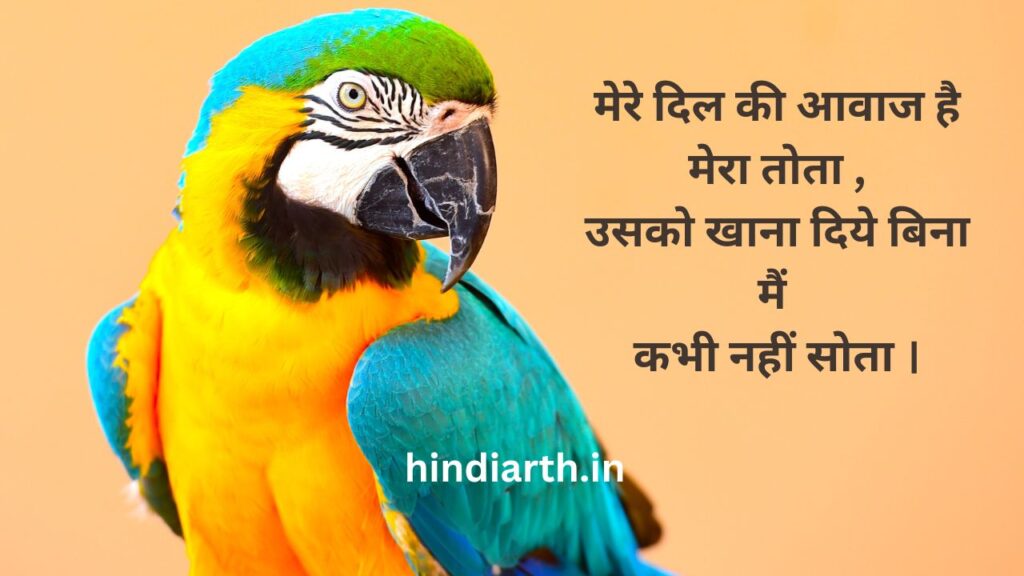 Parrot shayari In hindi 
