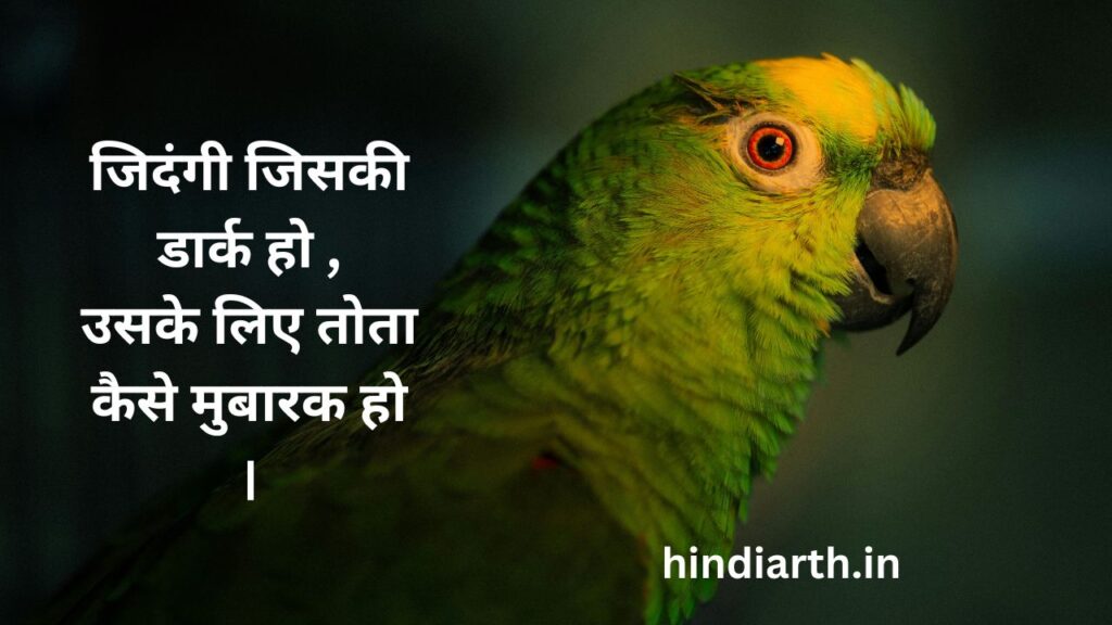 shayari on parrot 
